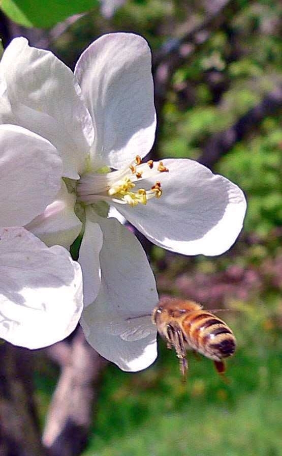 Printemps 2013 095_modifié-1 (004).jpg